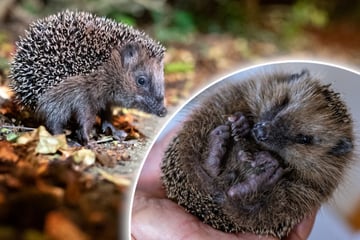 Igel wacht aus Winterschlaf auf: So kannst Du helfen