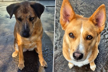 Luna und Lucy sind nicht zu trennen, dürfen sie weiter zusammenbleiben?