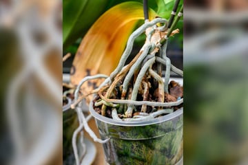 Hilfreich oder total schädlich? Darf man Orchideen-Luftwurzeln abschneiden?