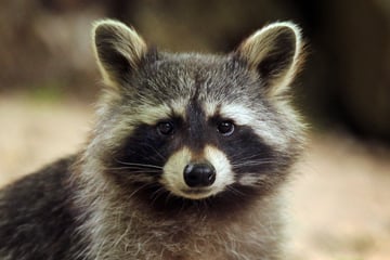 Waschbär verbarrikadiert sich im Schlafzimmer