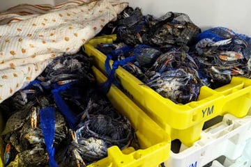 Zoll macht Routinekontrolle und entdeckt mehr als 700 Kilogramm lebende Tiere