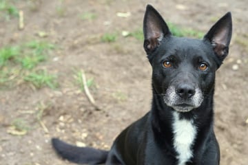 Er sitzt schon seit anderthalb Jahren im Tierheim: Wer gibt Lucky eine Chance?