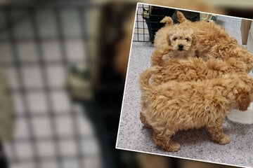 Teils zwischen Gepäckstücken im Kleinbus eingeklemmt: Zoll rettet Hundewelpen