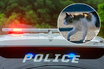 "Wie von einer Machete" - Frau entdeckt durchgetrennte Katze im Garten