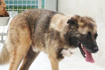 Sein Beinchen war leider nicht mehr zu retten: Schicksal spielt Nody übel mit