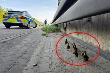 Enten-Mama überfahren: Polizei rettet sieben hilflose Küken von A5