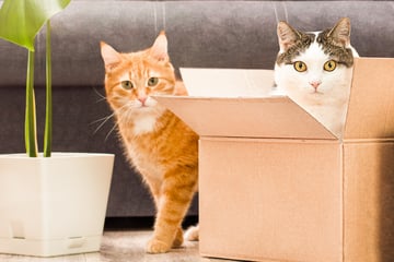 Moving with cats: How to get a cat used to a new home