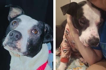 Sieben Jahre Tierheim, fünf Adoptionen: "Es muss da draußen jemanden geben, der sie liebt"
