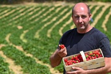 Klimawandel und Billig-Konkurrenz: Sächsische Erdbeeren werden Bückware