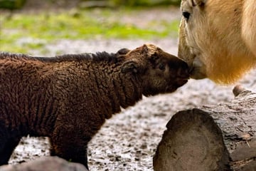 Baby-Glück in Dresden: Zoo begrüßt jungen Goldtakin