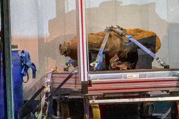 In der Nähe von Grundschule: Bombe aus dem Zweiten Weltkrieg entschärft