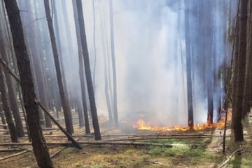 Zwei Waldbrände in Thüringen: Fläche von 2000 Quadratmetern brennt
