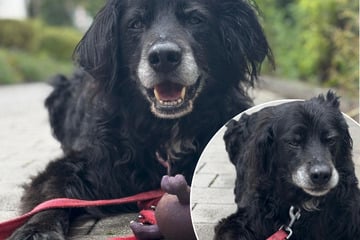 Senior-Hund klammert sich an sein letztes Spielzeug – und sucht ein Zuhause