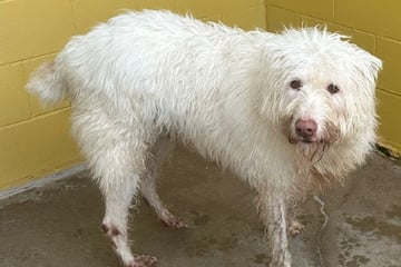 Nach dramatischer Rettung und schwerer Krankheit: Podenco-Mix Simpa hofft endlich auf ein neues Zuhause