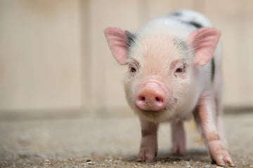 Mit Kehlenschnitt getötet: Frau entdeckt entsorgte Minischweine