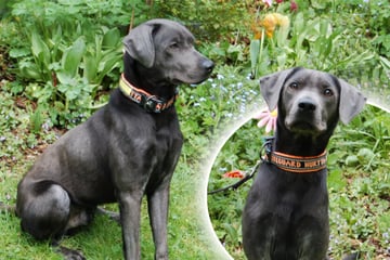 Kaum ein Jahr alt, schon muss Pauli sein Bündel packen: Findet der Labrador sein Happy End?