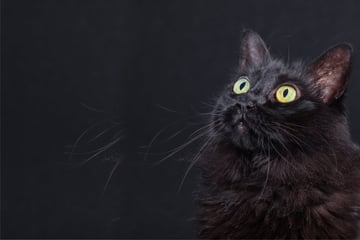 Black Cat Appreciation Day: 5 tips for snapping the purr-fect pics