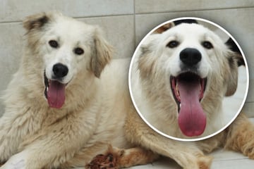 Menschenbezogen und verschmust: Kann Chefin Dora die "Chance ihres Lebens" nutzen?