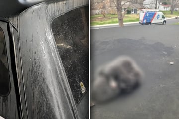 Frau hört verdächtige Geräusche: Als sie auf ihr Autodach schaut, macht sie große Augen