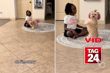 Viral Video of the Day for November 13, 2024: Pink-haired pup has cutest reaction after playtime interruption!