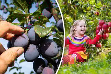 Obstbäume hängen voll wie selten: So rettet Ihr Eure Ernte