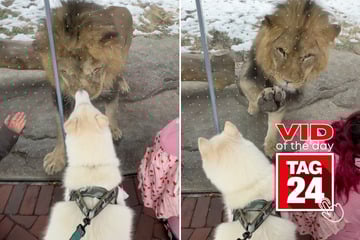 Viral Video of the Day for January 5, 2026: Husky has playful standoff with lion at zoo