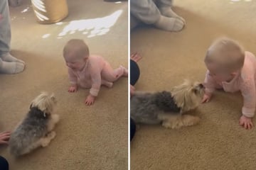 Kleiner Hund trifft zum ersten Mal auf Baby: Eine Sache ist nicht zu übersehen