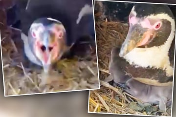 Zuckersüßer Nachwuchs bei den Pinguinen, doch die Mama versteht keinen Spaß