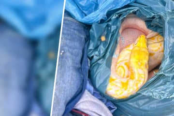 35 Kilo schwer, drei Meter lang: Mann entdeckt Würgeschlange unter Altkleidern