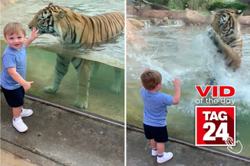 Viral Video of the Day for April 14, 2024: Little boy befriends majestic tiger at zoo!
