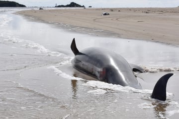 230 Wale an Strand gespült: Großteil stirbt innerhalb kürzester Zeit