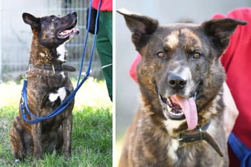 Schäferhund Zeus will verstanden werden: Ob das Schicksal es gut mit ihm meint?