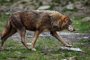 Wölfe: Wolf in der Stadt Halle gesichtet!