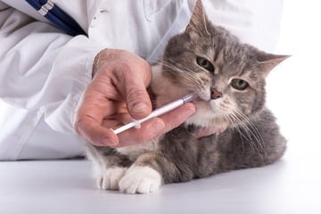 Würmer bei Katzen erkennen, behandeln und vorbeugen: So klappt's