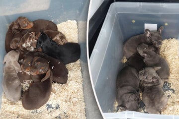 Tollwut-Gefahr: Gefundene Hundewelpen müssen wohl länger in Quarantäne