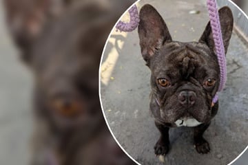 Niemand fragte nach Bulldogge Bruno, jetzt sucht der kleine Kerl ein Zuhause