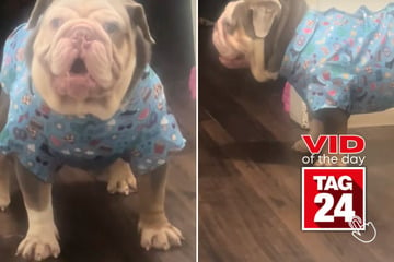 viral videos: Viral Video of the Day for February 10, 2025: Sassy dog hilariously turns back to owner