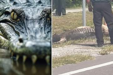 Drei-Meter-Alligator läuft mit Leiche im Maul durch Stadt