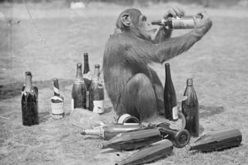 Drunken monkeys: Chimp alcohol consumption may explain human attraction to booze