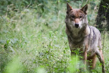 Wölfe: Streift ein Wolf durch Hamburg? So sollten sich Menschen dem Tier gegenüber verhalten