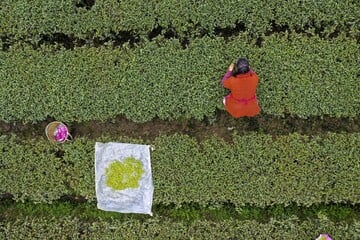 Pflanzen-Wunder in Brandenburg! Macht diese Plantage Deutschland zum Teeland?