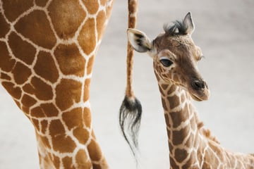 Einmalige Chance im Kölner Zoo: Besucher dürfen durchs neue Giraffen-Zuhause spazieren