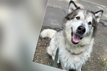 Schwerer Weg zurück ins Tierheim: Wer gibt Nemo eine zweite Chance?