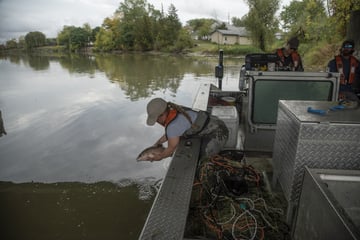 Americans and Canadians team up to tackle "eating machine" carp threat