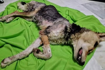 Animal rights activists are horrified when they find this dog: what it looks like today borders on a miracle