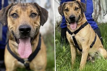 Toller Kerl mit trauriger Vergangenheit: "Prachtbursche" Charly hofft auf Menschen fürs Leben