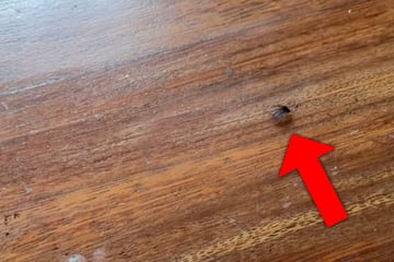 Urlauber denken, sie haben eine eklige Spinne in der Wohnung: Die Wahrheit sorgt für Lachtränen