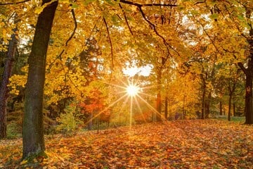 Schöne Herbstsprüche und Zitate zur goldenen Jahreszeit