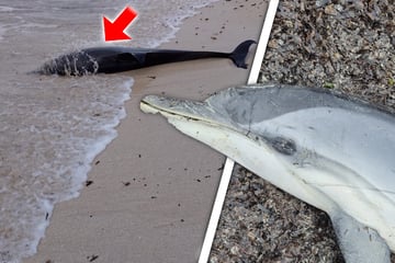 Rätselhafter Fall an Touristen-Hotspots: Delfine tot angespült