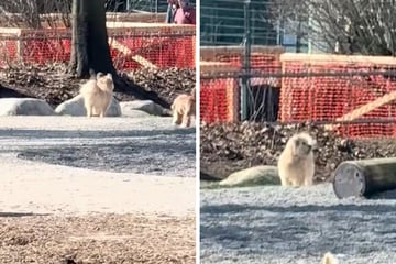 Hund, der schon einmal ausgesetzt wurde, irrt allein durch Park: Kurz darauf schmelzen Herzen